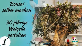 Bonsai selber machen  Weigelien Bonsai  30 Jahre alte Weigelie zum Bonsai gestalten [upl. by Henn]