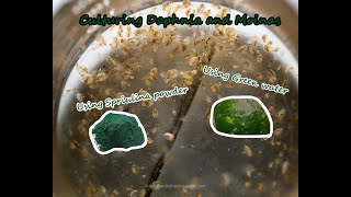 How To Culture Daphnia and Moinas using Green Water Spirulina powder [upl. by Auqined]