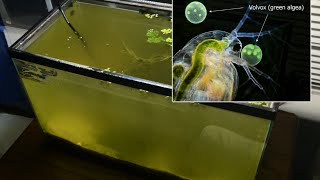 Raising Daphnia for the Freshwater Aquarium [upl. by Asimaj]