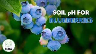 Planting BLUEBERRY Bushes  How To Lower Soil pH [upl. by Ruffina]