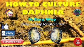 HOW TO CULTURE DAPHNIA In Easy Way [upl. by Lleddaw]