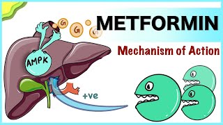 Metformin Mechanism of Action [upl. by Reo635]